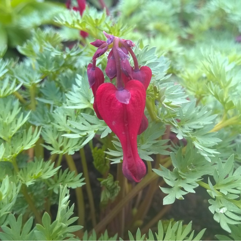 Plant image Dicentra 'Red Fountain'