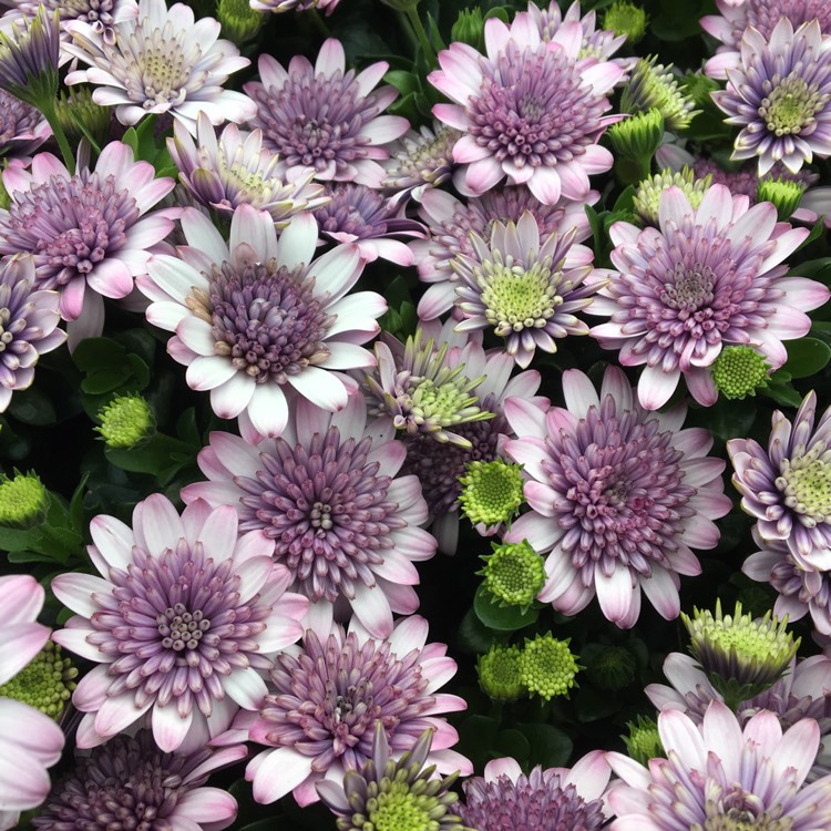 Plant image Osteospermum '3D 'Silver'