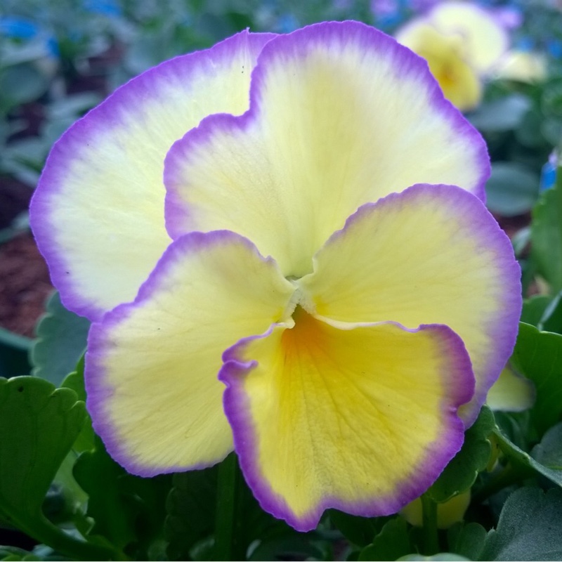 Viola cornuta 'Etain'