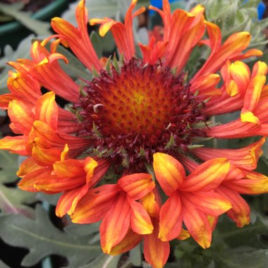 Gaillardia x grandiflora 'Fanfare Blaze'