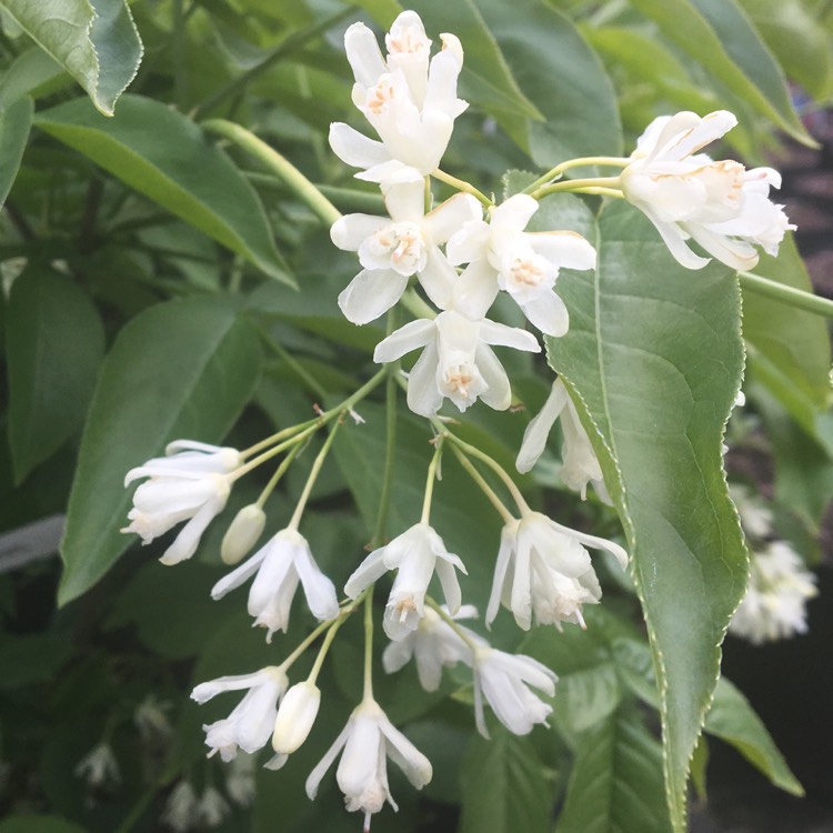 Plant image Staphylea colchica