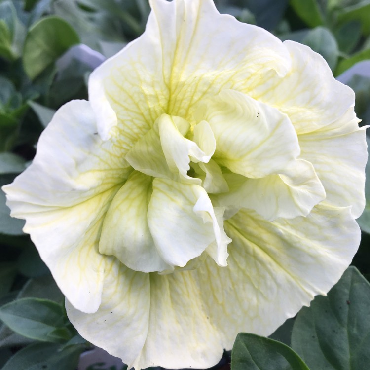 Plant image Petunia Tumbelina 'Susanna'