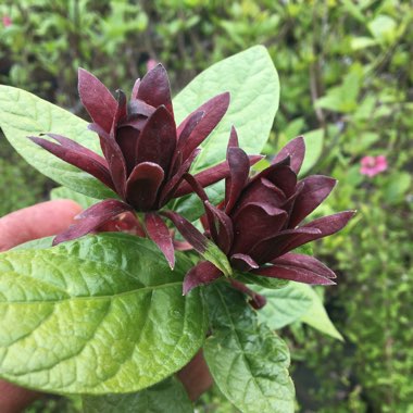 Calycanthus floridus