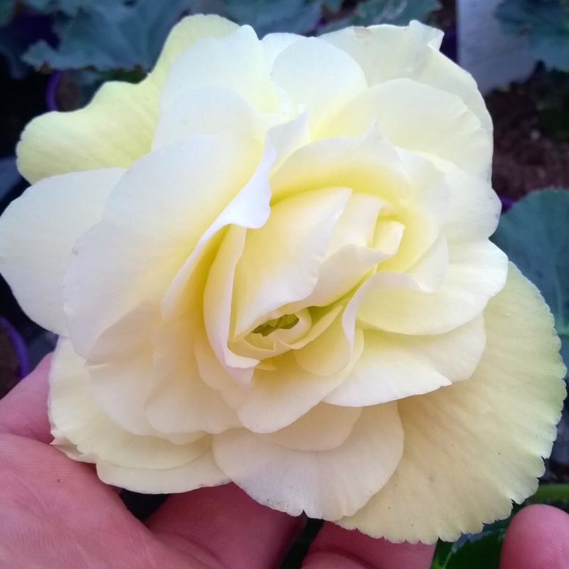 Begonia 'Fragrant Falls Lemon'