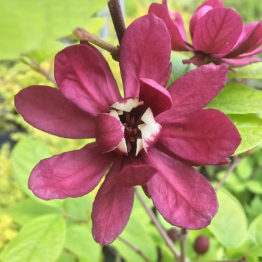 Calycanthus x raulstonii 'Hartlage Wine' syn. Sinocalycanthus raulstonii 'Hartlage Wine'