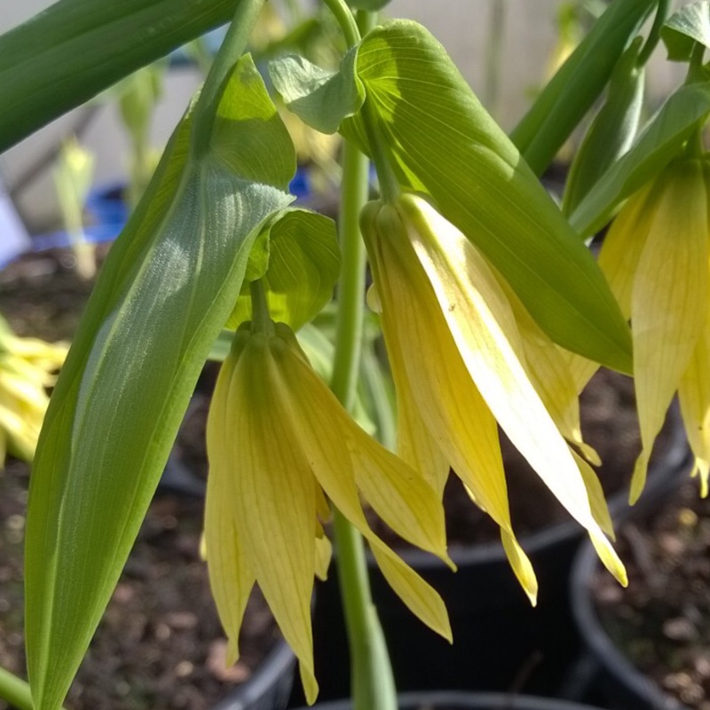 Uvularia grandiflora