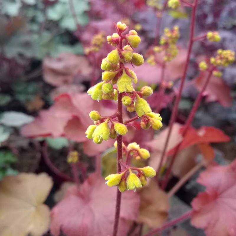 Heuchera 'Little Cutie Blondie'