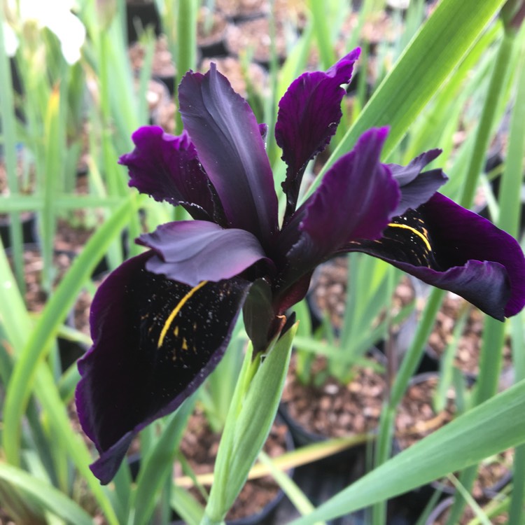 Plant image Iris chrysographes Black-Flowered syn. Iris chrysographes Black-form