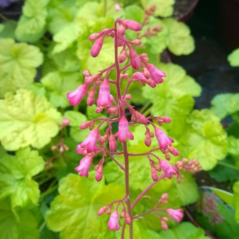 Plant image Heuchera 'Little Cutie Sweet Tart'