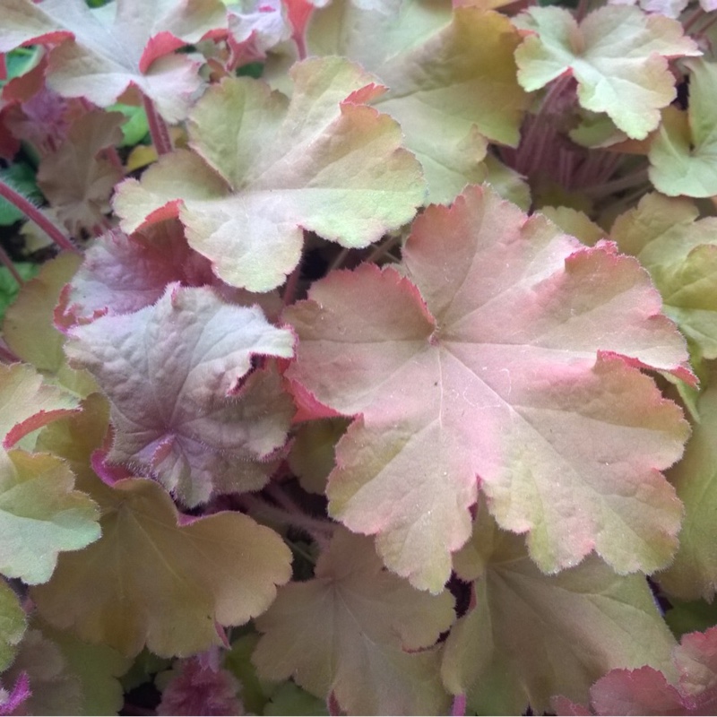 Plant image Heuchera 'Tangerine Wave' (Fox Series)