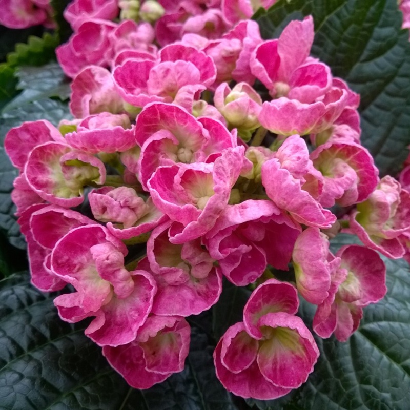 Plant image Hydrangea macrophylla 'Curly Wurly Pink'