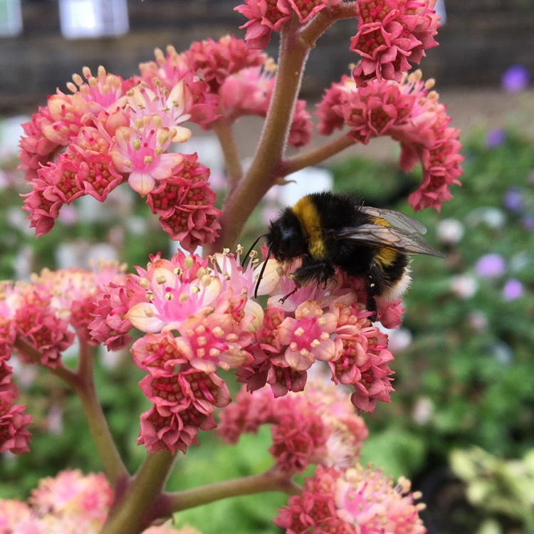 Plant image Rodgersia pinnata 'Chocolate Wing'