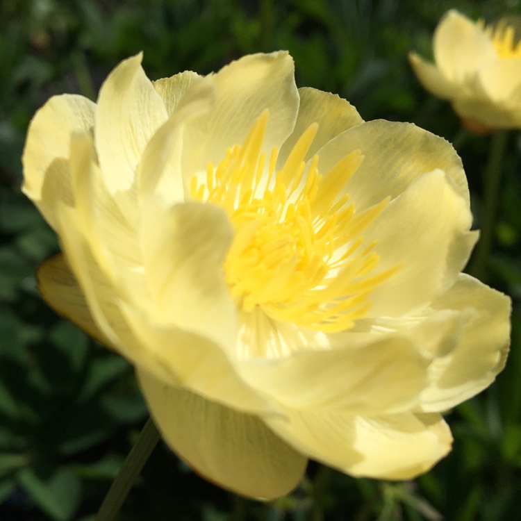 Plant image Trollius x cultorum 'Cheddar'