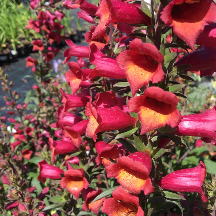 Plant image Digitalis canariensis 'Illumination' syn. Isoplexis canariensis 'Illumination'