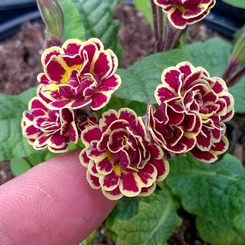 Plant image Primula 'Elizabeth Killelay'