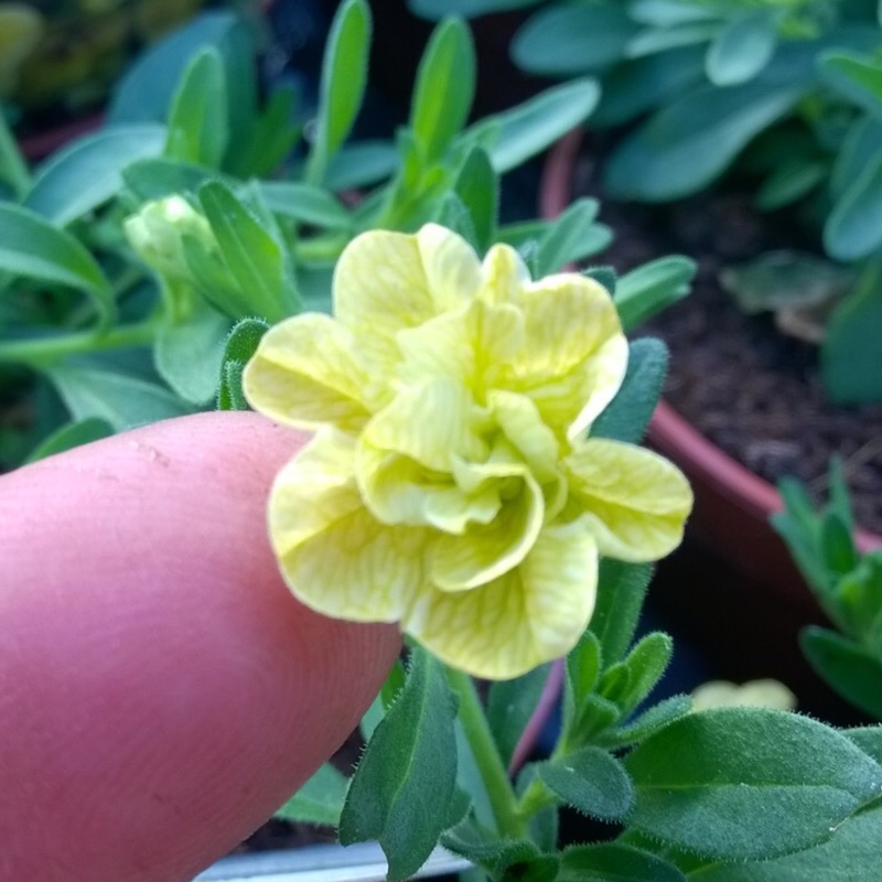 Plant image Calibrachoa Can Can 'Double Lemon'