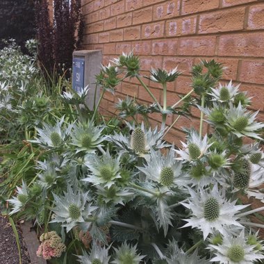 Eryngium giganteum 'Miss Willmott's Ghost'