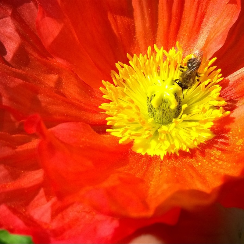 Plant image Papaver nudicaule 'Gartenzwerg Group' syn. Papaver nudicaule 'Garden Gnome Group'