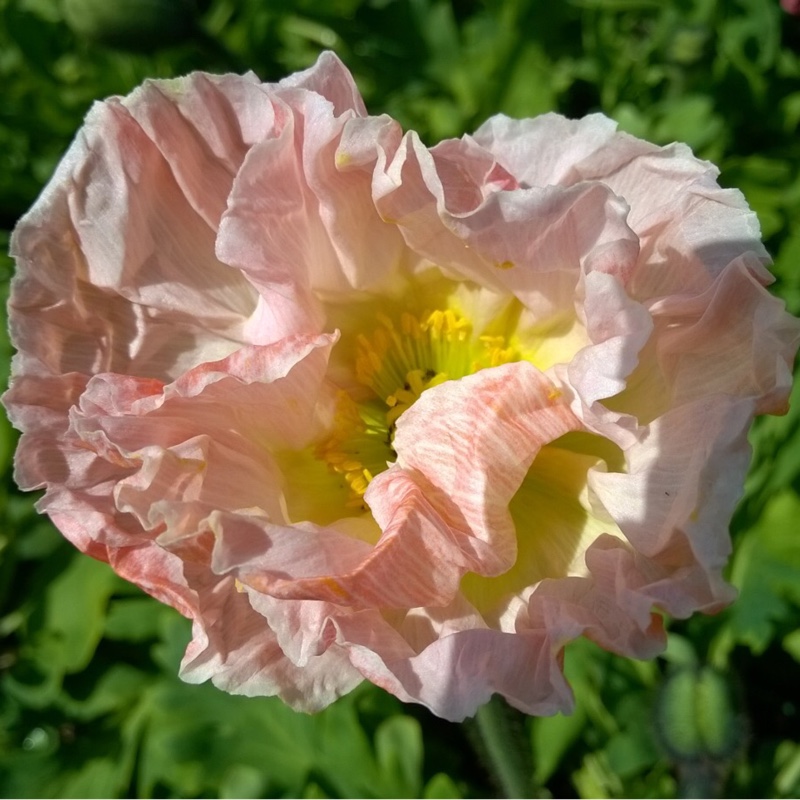 Plant image Papaver nudicaule 'Gartenzwerg Group' syn. Papaver nudicaule 'Garden Gnome Group'