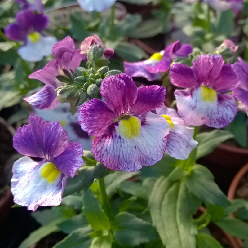 Plant image Nemesia 'Berries And Cream'