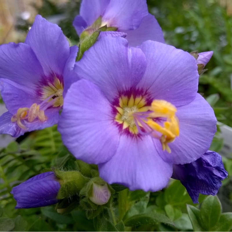 Plant image Polemonium caeruleum