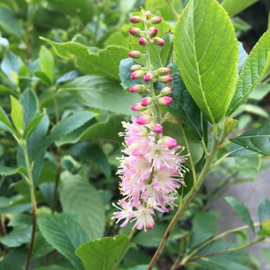 Clethra Alnifolia 'Pink Spires'