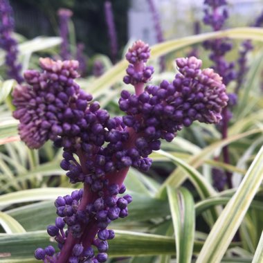 Liriope muscari 'Variegata'