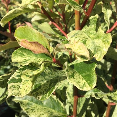 Photinia serratifolia 'Opl005' syn. Photinia serratifolia 'Pink Crispy'