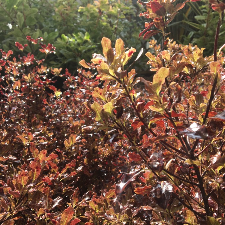 Plant image Pittosporum tenuifolium 'Tom Thumb'