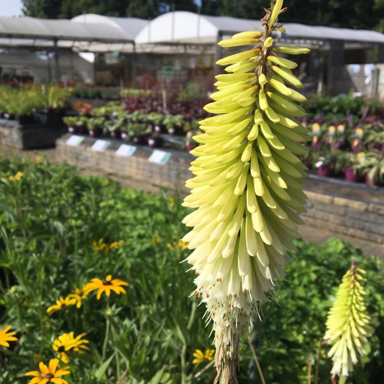 Plant image Kniphofia 'Green Jade'