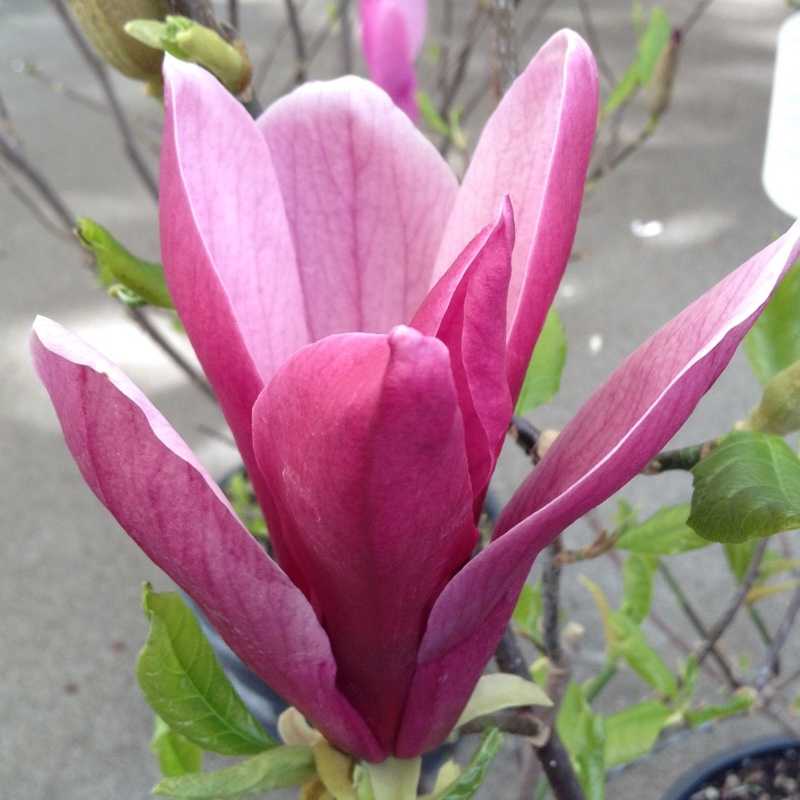 Plant image Magnolia liliiflora 'Nigra'