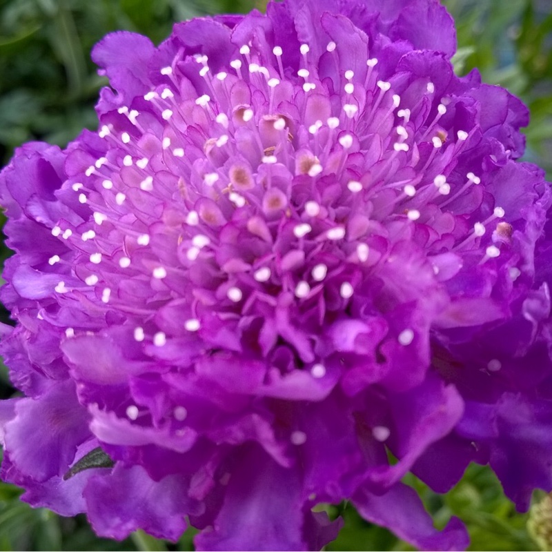 Plant image Scabiosa 'Mariposa Blue'