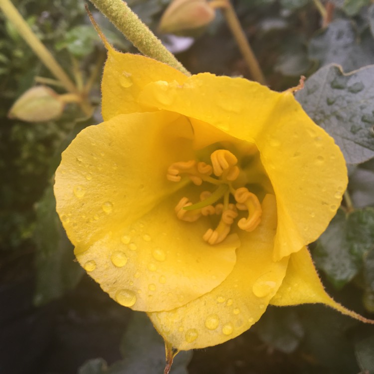 Plant image Fremontodendron 'California Glory'