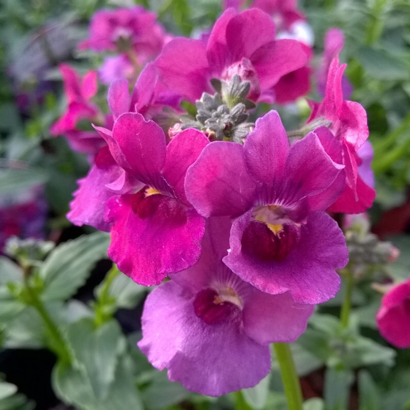 Plant image Nemesia 'Framboise'