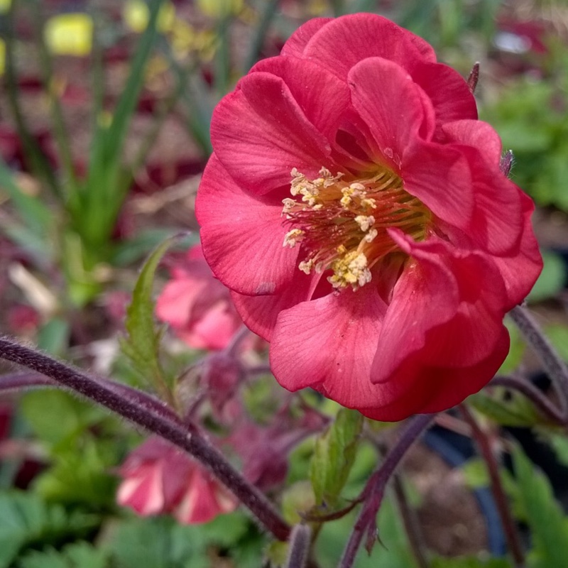 Plant image Geum 'Flames Of Passion'