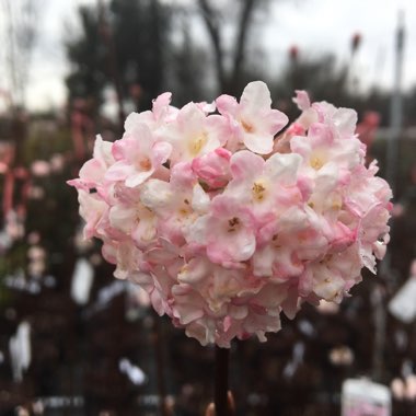 Viburnum x bodnantense 'Charles Lamont'