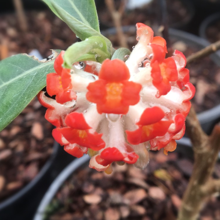 Plant image Edgeworthia chrysantha 'Red Dragon'