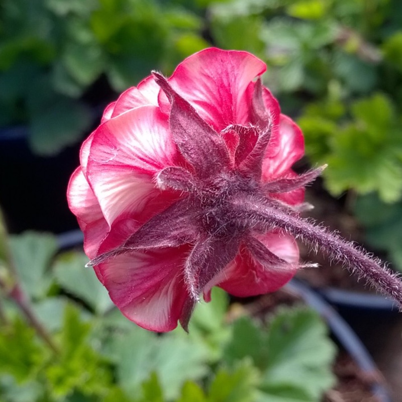 Plant image Geum 'Flames Of Passion'