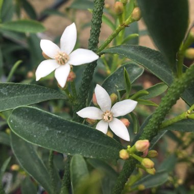 Philotheca myoporoides (formerly Eriostemon myoporoides)