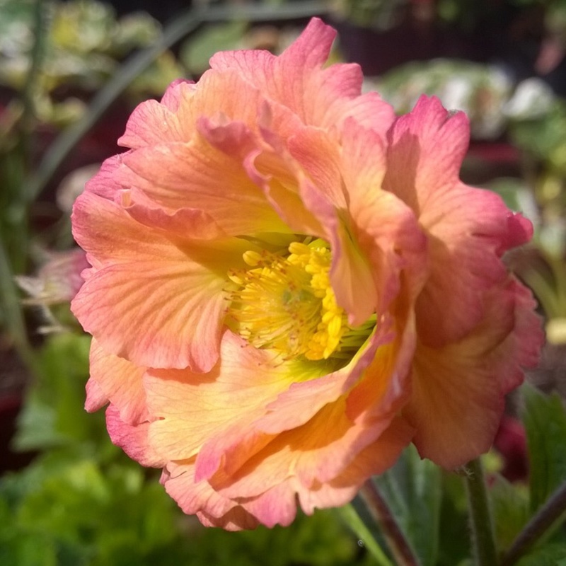 Plant image Geum 'Mai Tai'