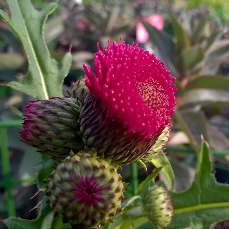 Plant image Cirsium rivulare 'Atropurpureum'