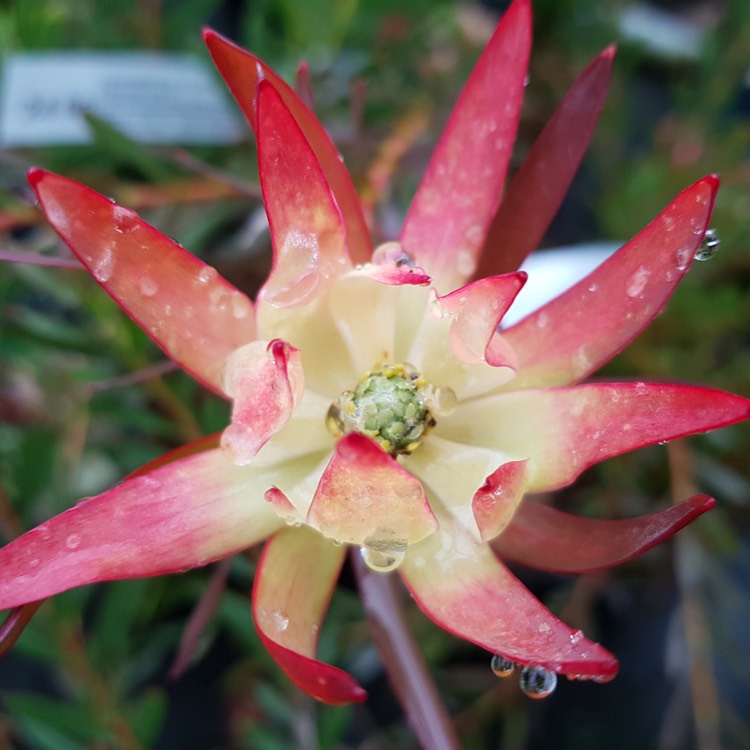 Plant image Leucadendron 'Jack Harre'