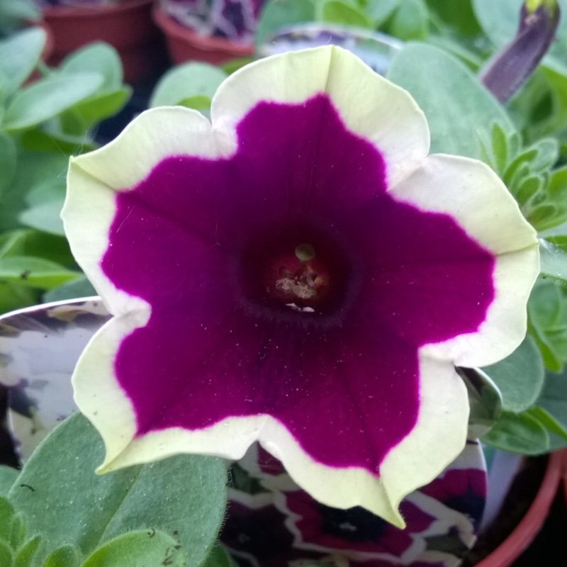 Petunia 'Cascadias Rim Magenta' (Cascadias Series) syn. Petunia 'Rim Magenta'