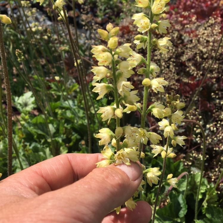 Plant image Heuchera 'Thomas'