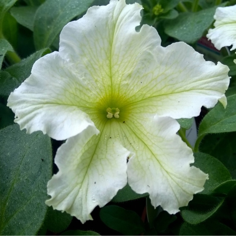 Plant image Petunia Surfinia 'Lime'