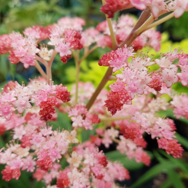 Plant image Rodgersia pinnata 'Fireworks'