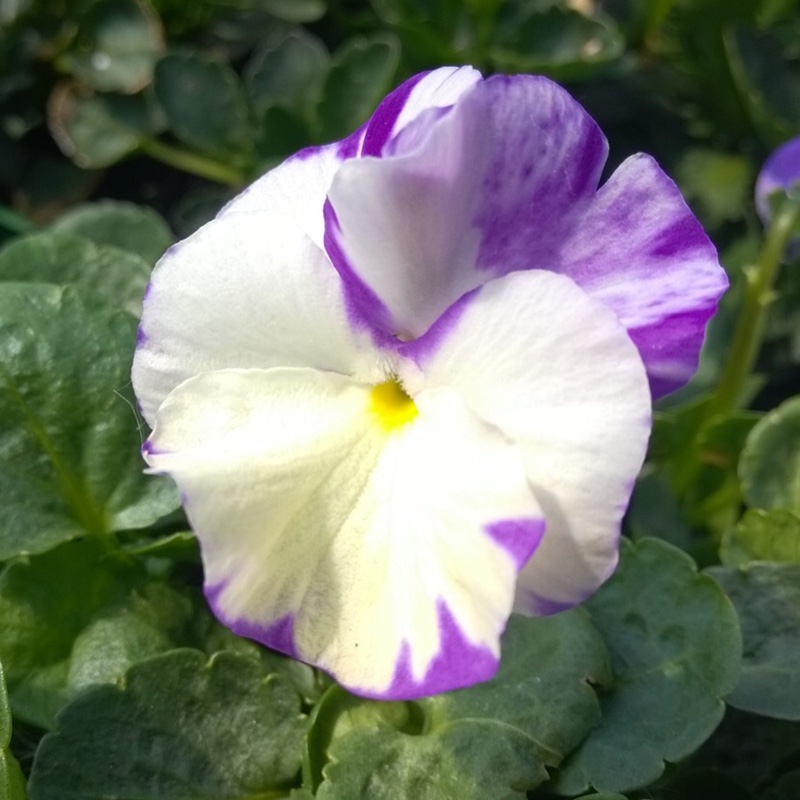 Plant image Viola cornuta 'Rebecca'