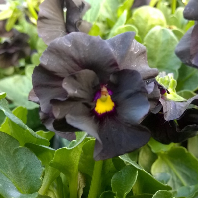 Plant image Viola cornuta 'Black Out'