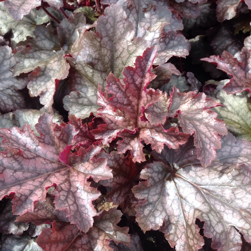 Plant image Heuchera 'Morello'