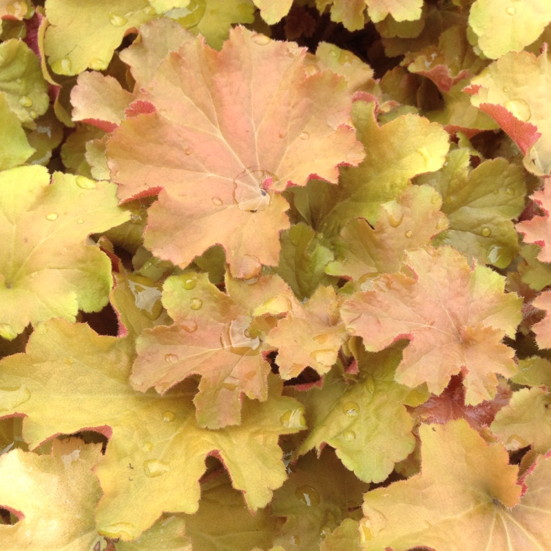 Plant image Heuchera 'Tangerine Wave' (Fox Series)